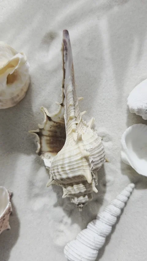 Various seashells on sandy beach rotation background. Vertical video. Stock Footage 339019798