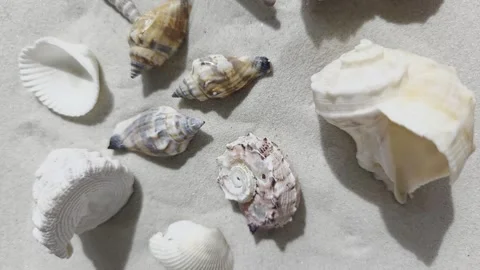 Various seashells on sandy beach rotation background Stock Footage 339019822