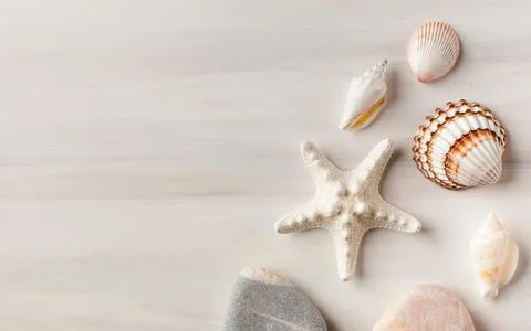 Various seashells on a white background. Summer background. Copy space. Foto stock