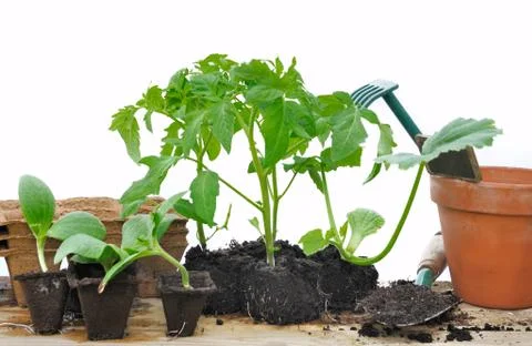 Various seedlings Stock Photos