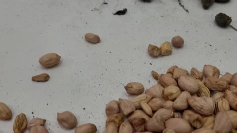 Various shelled and shelled grains and only peanut shells in large quantities Stock Footage 274978746