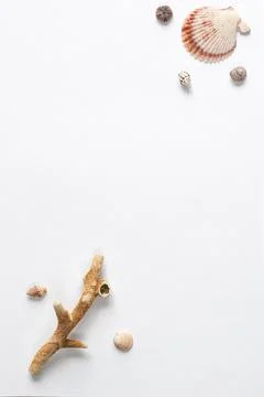 Various shells and corals on a white backdrop. Natural marine theme backgroun Stock Photos