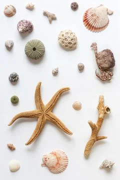 Various shells and corals on a white backdrop. Natural marine theme backgroun Stock Photos