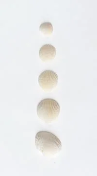 Various shells and corals on a white backdrop. Natural marine theme backgroun Stock Photos