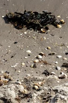 Various shells and marine debris lying on the wet sand at the ocean edge Stock Photos