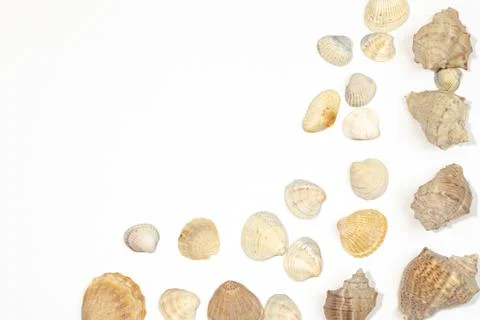 Various shells and sea snails against white background Stock Photos