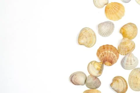 Various shells and sea snails against white background Stock Photos