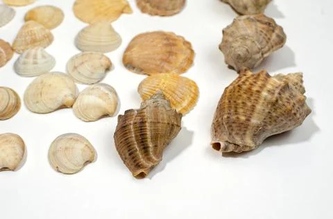 Various shells and sea snails against white background Stock Photos