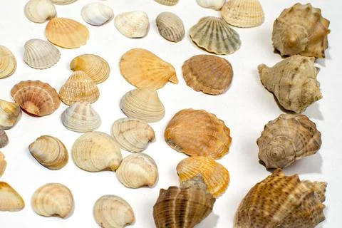Various shells and sea snails against white background Stock Photos
