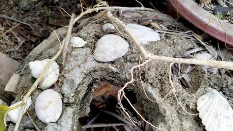 Various shells from the beach for decoration Stock Photos