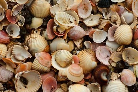 Various shells on beach Stock Photos