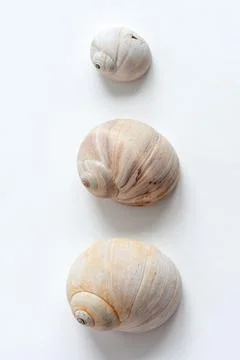 Various shells on a white backdrop. Natural marine theme background with copy Stock Photos