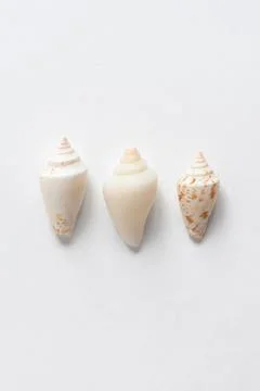 Various shells on a white backdrop. Natural marine theme background with copy Stock Photos