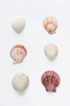 Various shells on a white backdrop. Natural marine theme background with copy Stock Photos