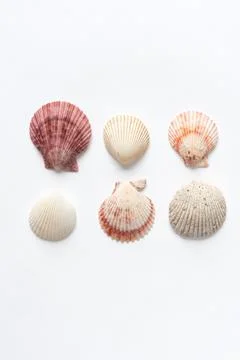 Various shells on a white backdrop. Natural marine theme background with copy Stock Photos
