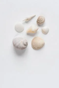 Various shells on a white backdrop. Natural marine theme background with copy Stock Photos