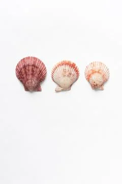 Various shells on a white backdrop. Natural marine theme background with copy Stock Photos