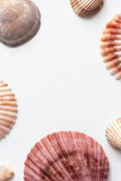 Various shells on a white backdrop. Natural marine theme background with copy Stock Photos