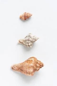 Various shells on a white backdrop. Natural marine theme background with copy Foto stock