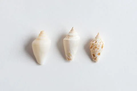 Various shells on a white backdrop. Natural marine theme background with copy Stock Photos