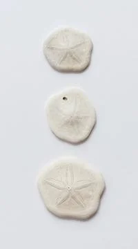 Various shells on a white backdrop. Natural marine theme background with copy Stock Photos