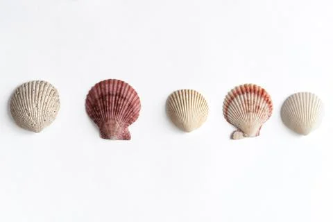 Various shells on a white backdrop. Natural marine theme background with copy Stock Photos