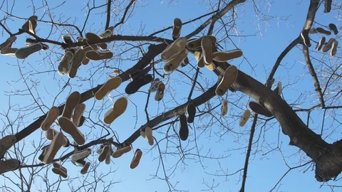 Various shoes hanging from a tree. Blue sky on the background on sunny day Video stock 112712771
