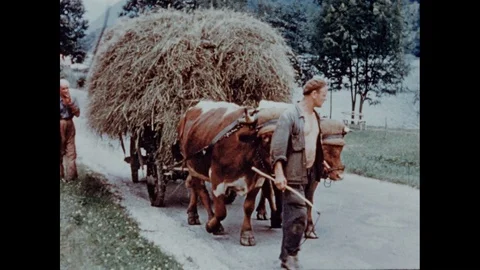 Various shots of Austrian cattle in Tyrol Alps, Austria 1957 Stock-Footage 133281450