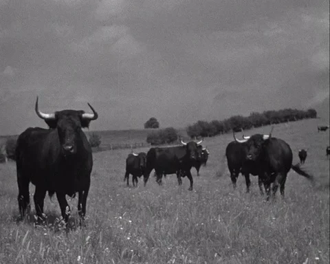 Various shots of beef cattle on pasture in English Midlands, UK 1944 Video stock 136675142
