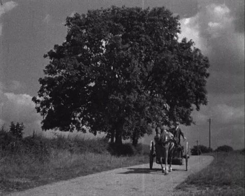 Various shots of cattle grazer herding his cows with a dog and whistle, UK 1944 Stock Footage 136675183