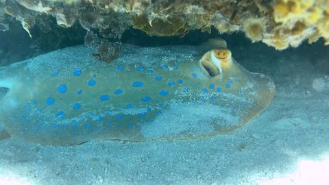 Various shots of friendly Blue Spotted ray captured on the Great Barrier Reef. 스톡 동영상 115850364
