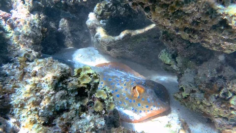 Various shots of friendly Blue Spotted ray captured on the Great Barrier Reef. Видео 115943256