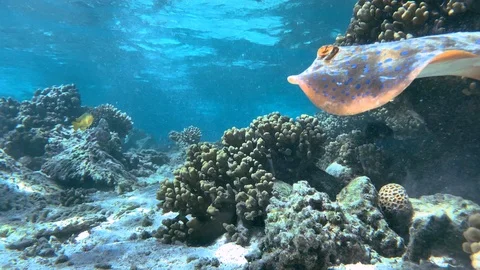 Various shots of friendly Blue Spotted ray captured on the Great Barrier Reef. Stock Footage 116256313