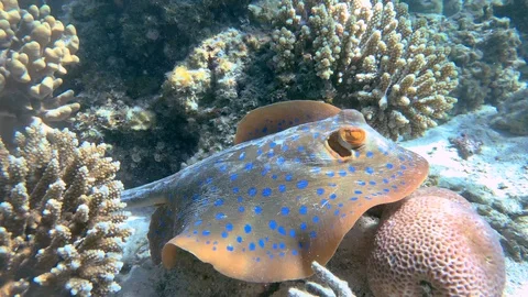 Various shots of friendly Blue Spotted ray captured on the Great Barrier Reef. 스톡 동영상 116256344