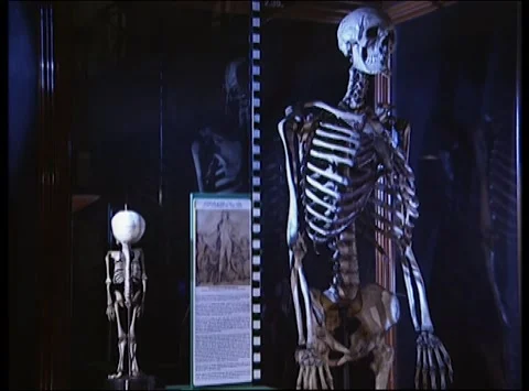 Various shots of the skeleton of Charles Byrne, the Irish Giant, 1992 Stock Footage 164340744