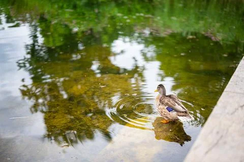 Various  shots of a small pond with lots of ducks 写真素材