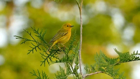 Various shots of small yellow bird stretching, hoping and taking off - HD 1080p Stock Footage 91285605