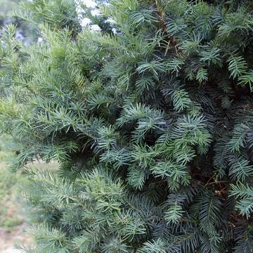 Various shrubs and trees create a vibrant natural setting. Ideal for nature.. Stock Photos