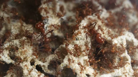 Various size leafcuttter ants at work in fungus garden filmed on red camera 스톡 동영상 129530987