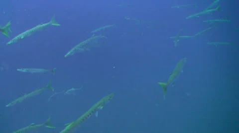 Various sized barracudas underwater Stock Footage 24897334