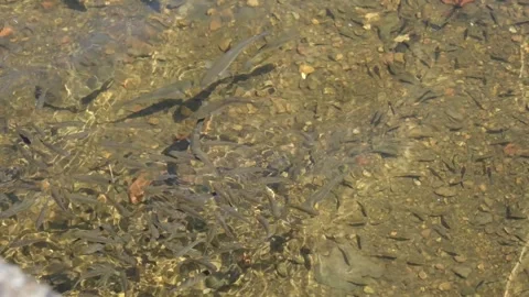 Various Sized Grey Mullet Swimming in Clear Tidal Harbour Water Video stock 323449277
