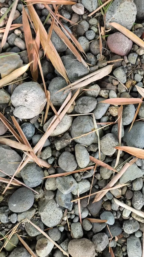 Various sizes of grey river stones Stock Footage 336551596