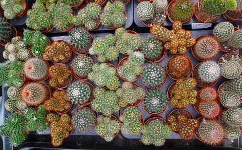 Various small cacti in pots, top view, garden center, close-up, steady light. Stock Photos