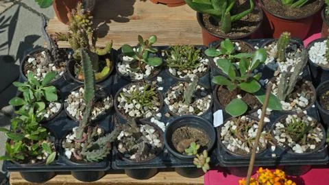Various small cacti on table in flower shop Stock Photos