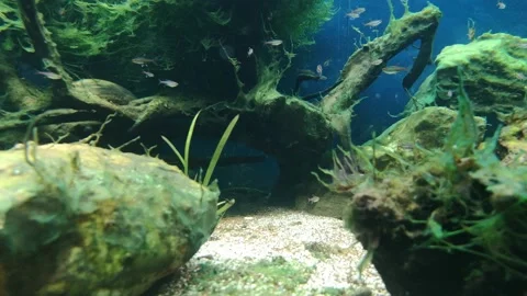 Various small fish in an aquarium swimming around Stock Footage 202206059