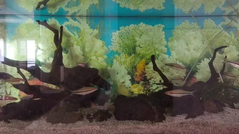 Various small fish gracefully glide together inside a glass aquarium Stock Footage 340130536