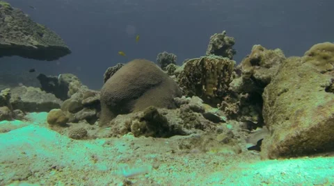 Various small fish swimming around corals and rocks Stock Footage 51121731