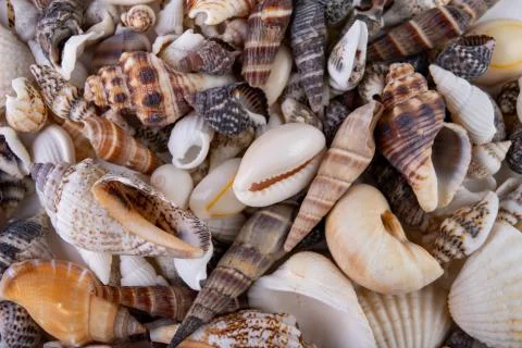 Various snail shells poured onto the table. Colorful shells of molluscs. Stockfoto's