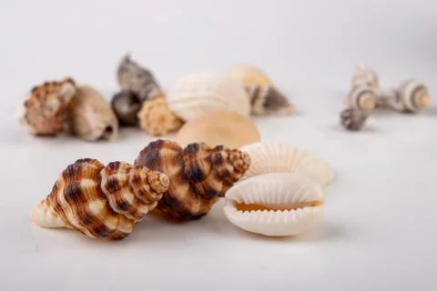 Various snail shells poured onto the table. Colorful shells of molluscs. Stock Photos