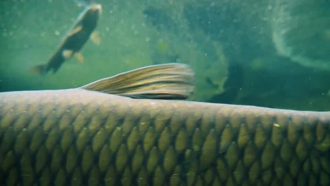 Various species of river fish Video stock 181680368